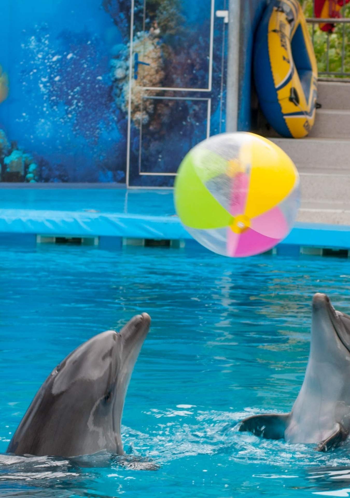 dolphin explorer andalcaribe delfines jugando