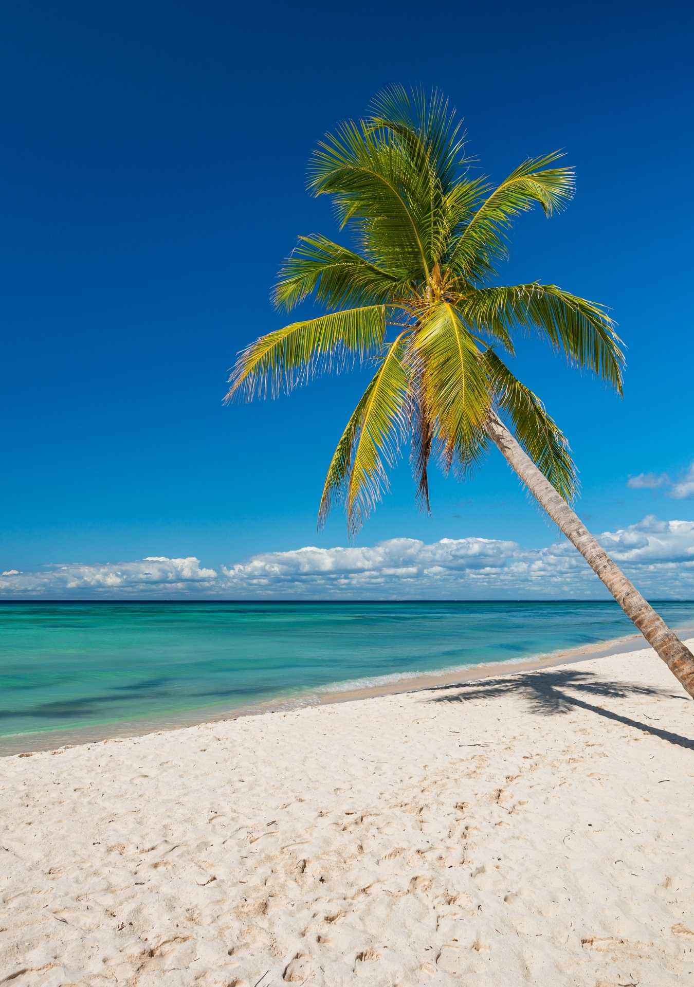 Saona Island (8 hours)
